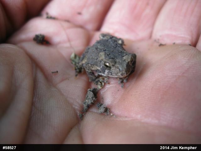 Eastern American Toad