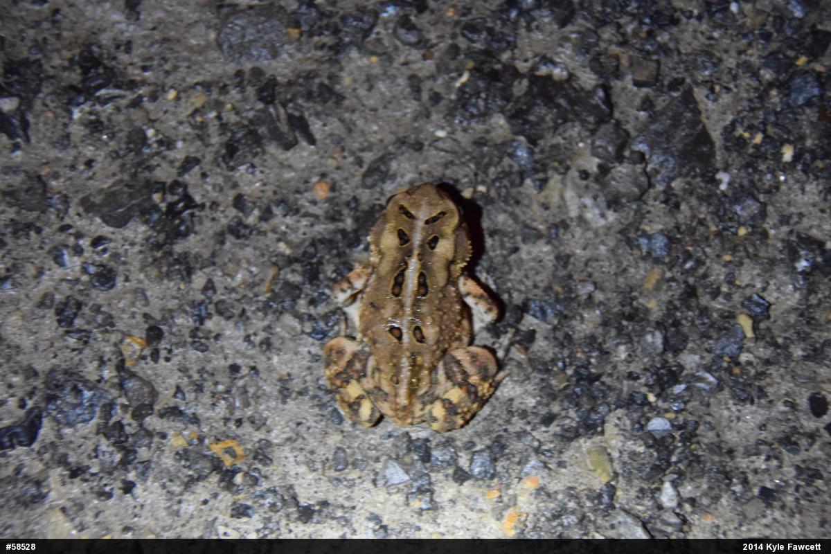 Eastern American Toad