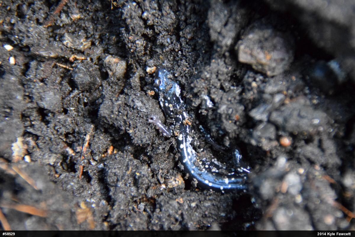 Northern Slimy Salamander