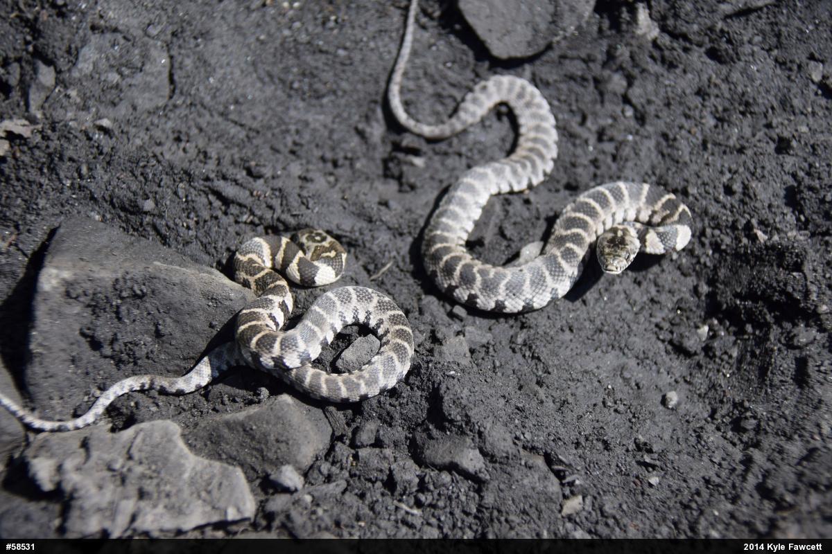 Northern Watersnake