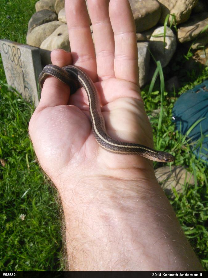 Shorthead Gartersnake