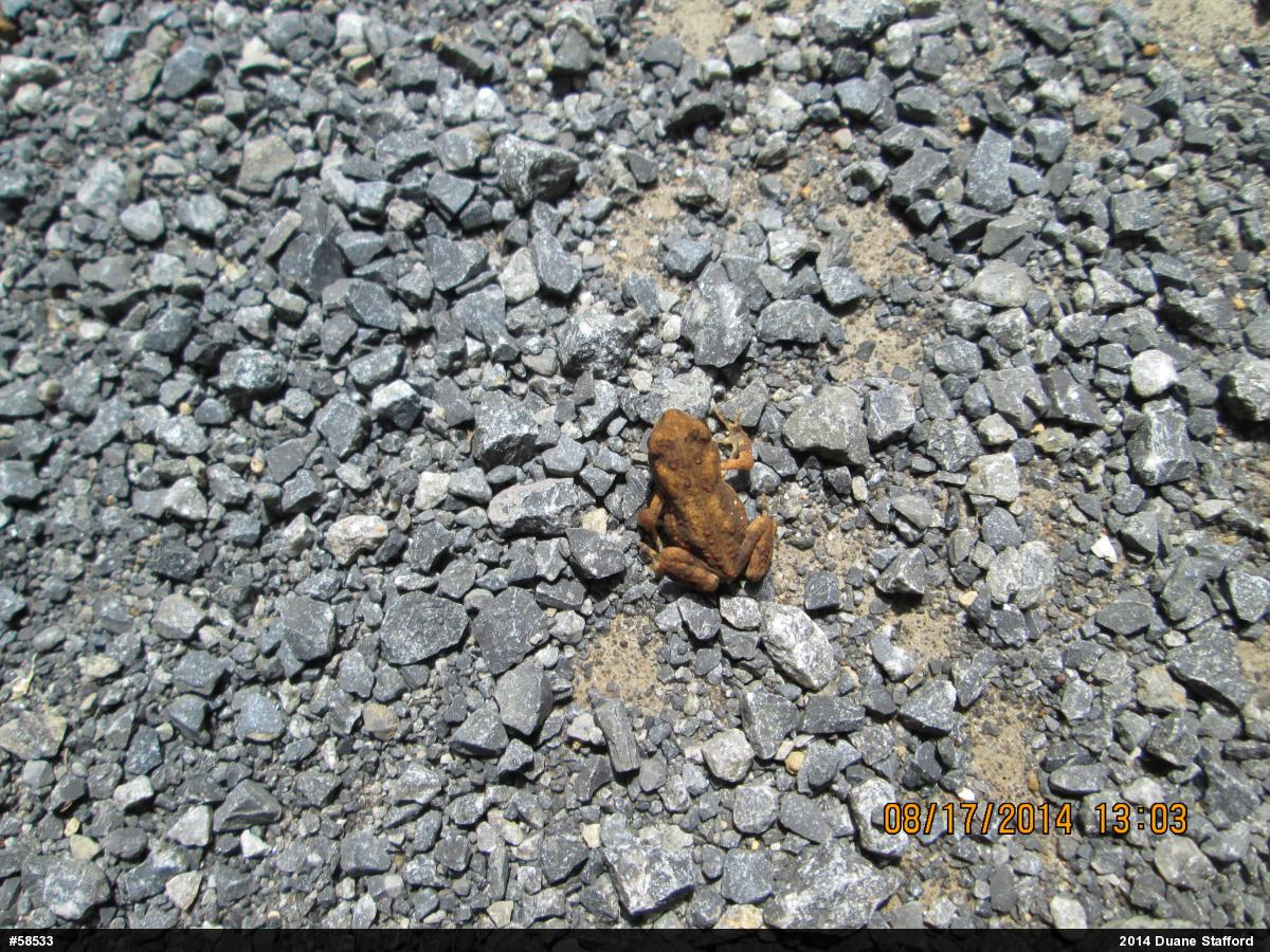 Eastern American Toad