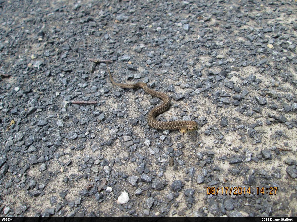 Eastern Gartersnake