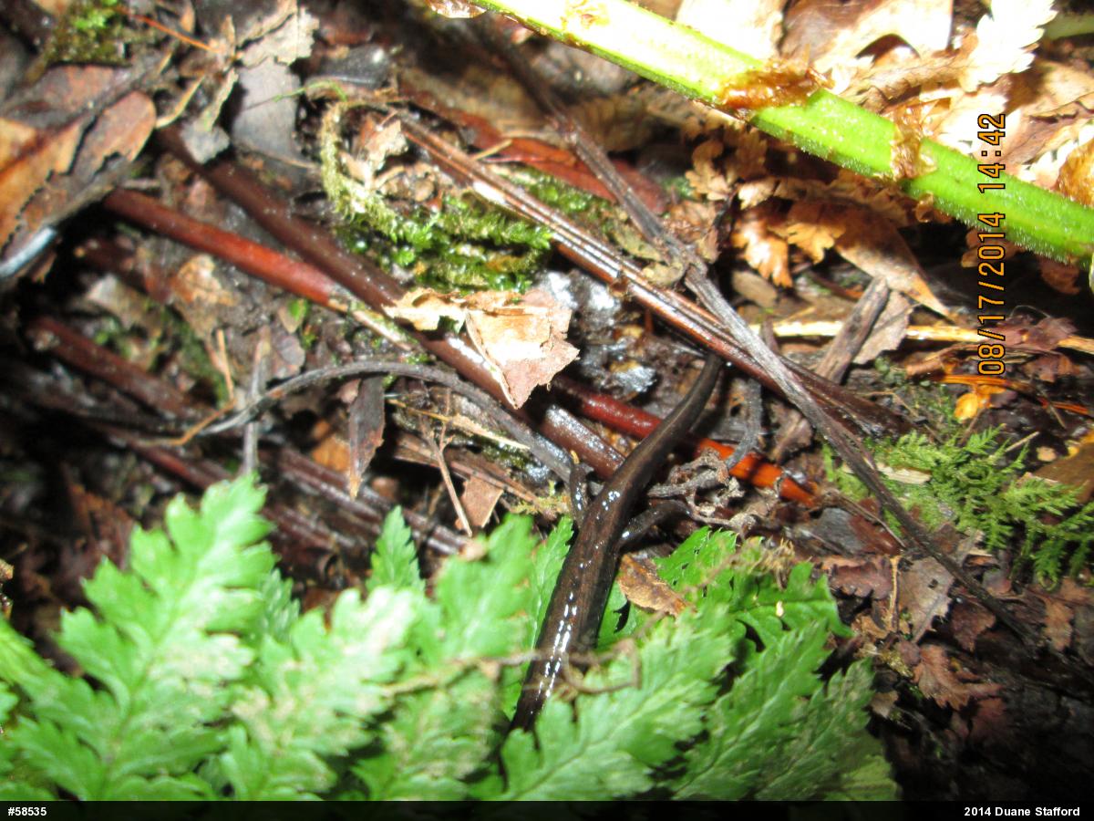 Allegheny Mountain Dusky Salamander
