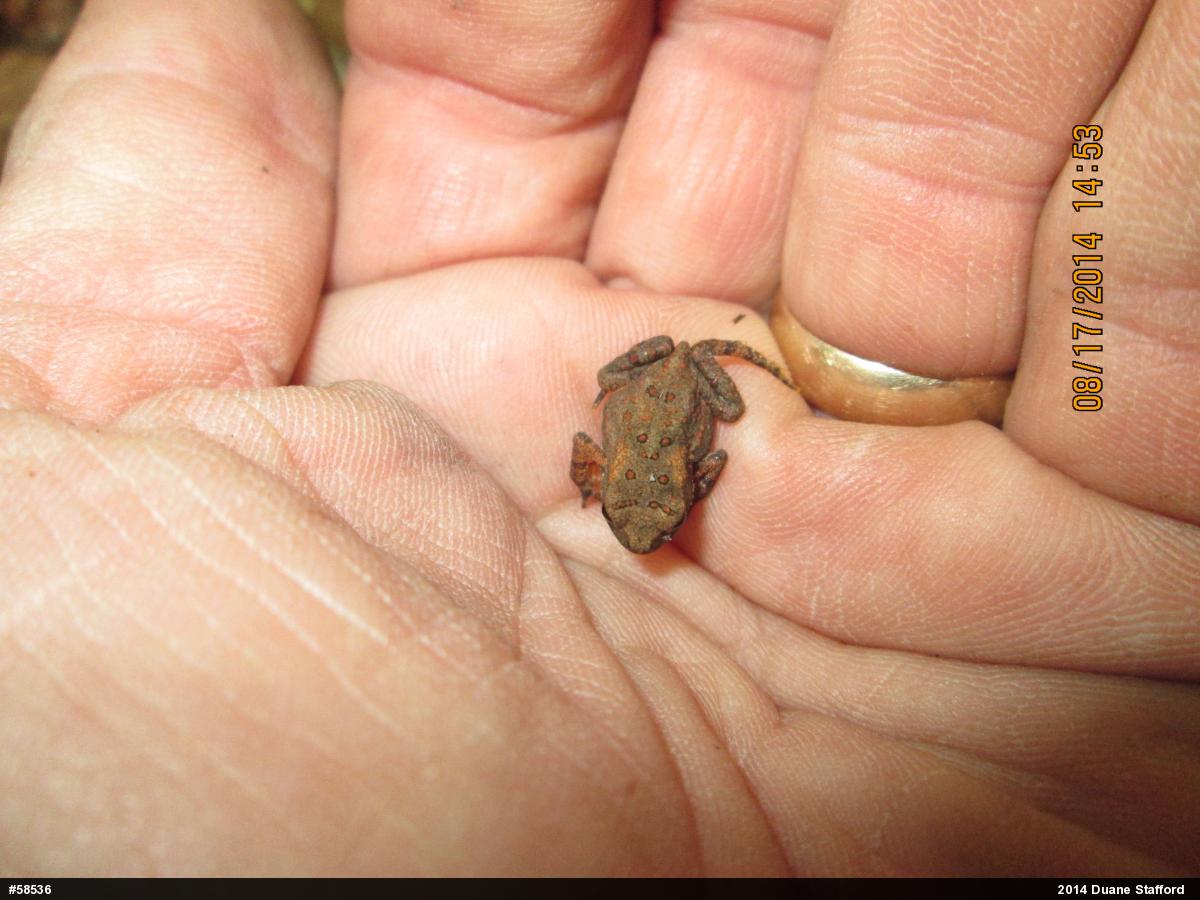 Eastern American Toad