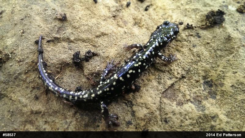 Northern Slimy Salamander