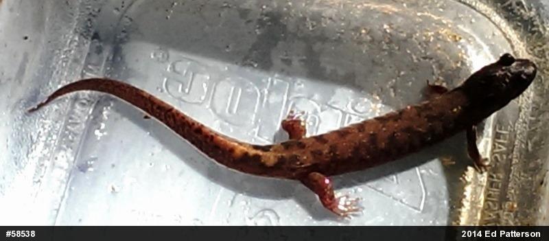 Seal Salamander