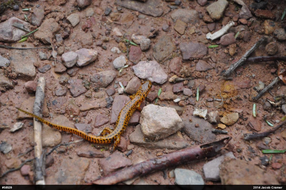 Eastern Long-tailed Salamander