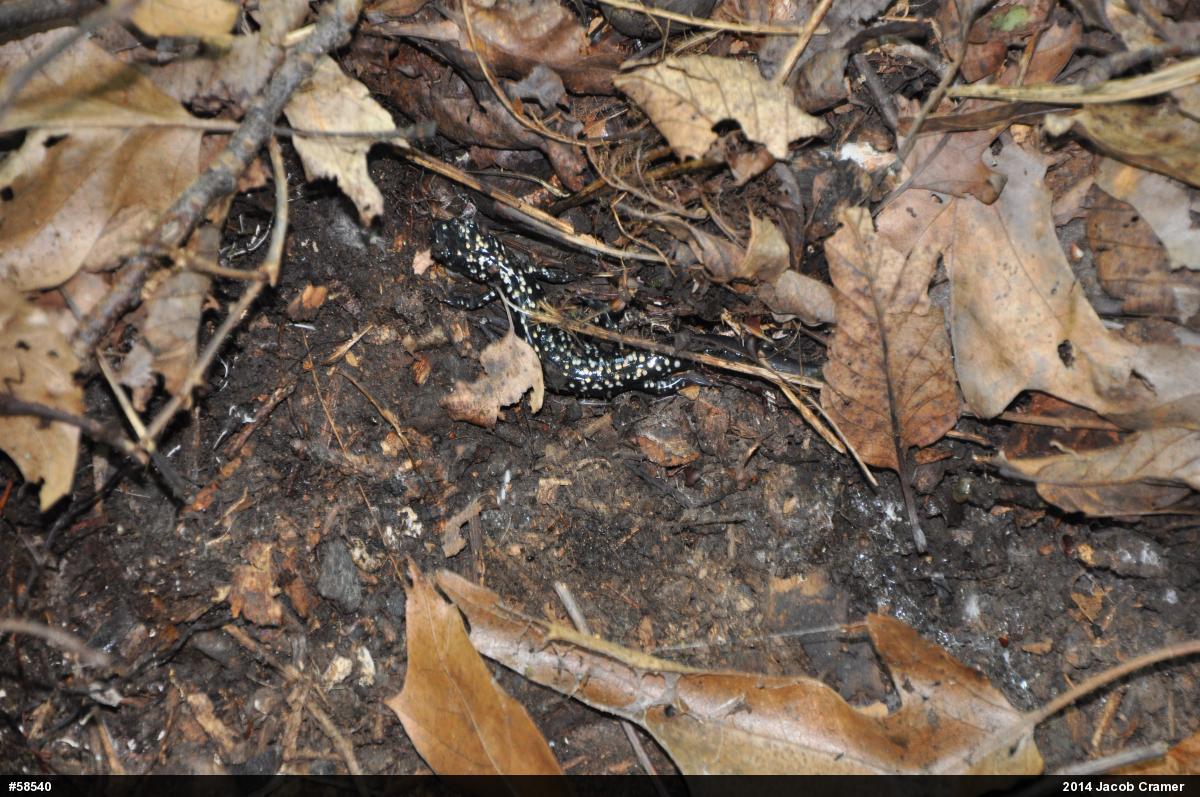 Northern Slimy Salamander