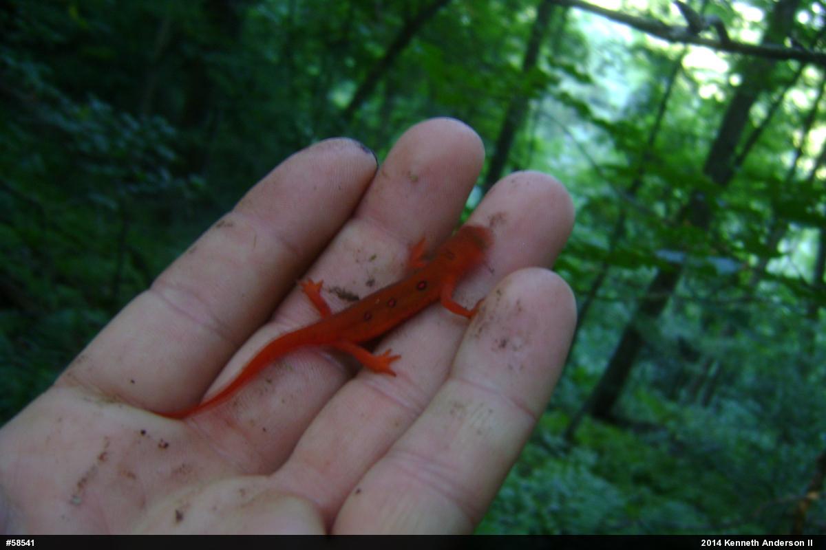 Red-spotted Newt