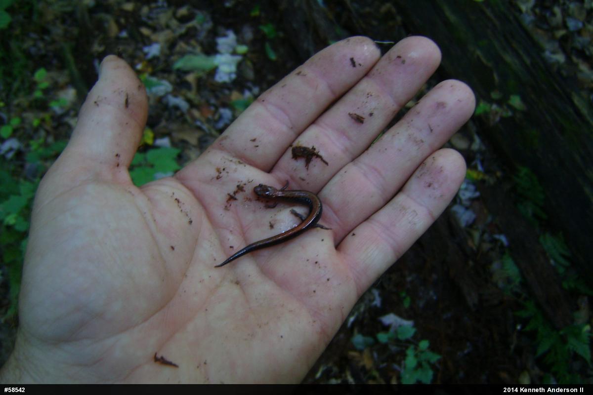 Eastern Red-backed  Salamander