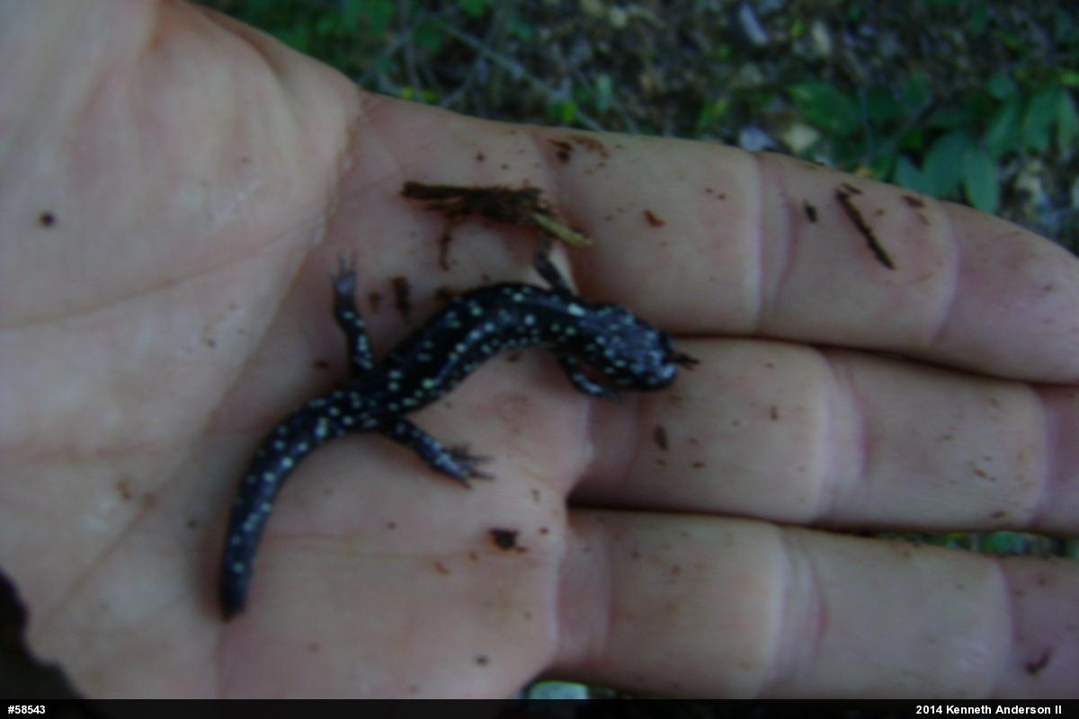 Northern Slimy Salamander