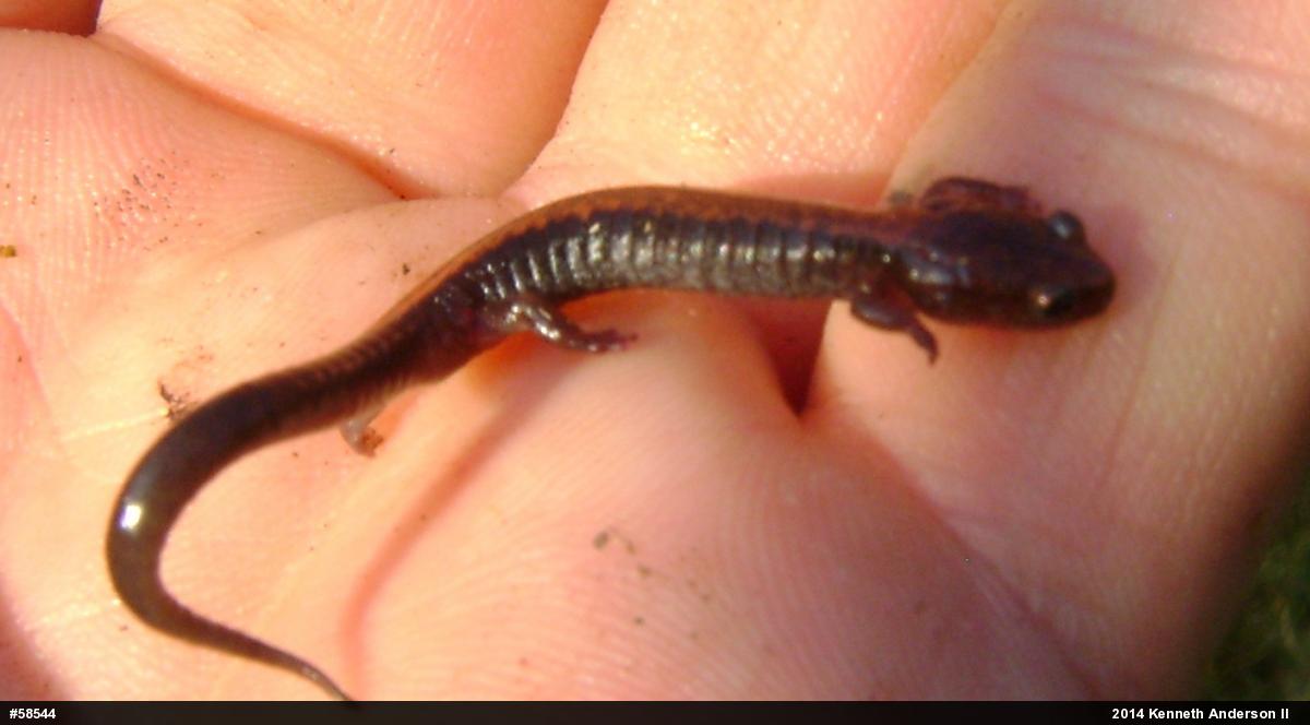 Eastern Red-backed  Salamander