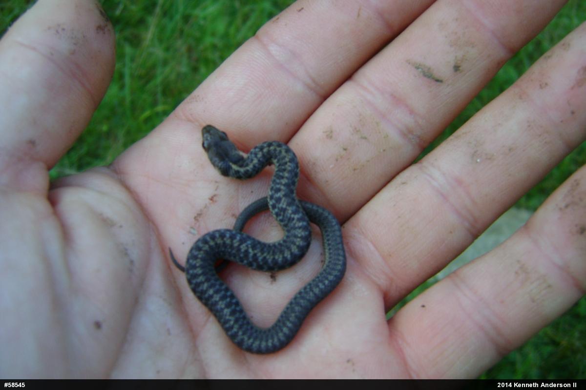 Eastern Gartersnake