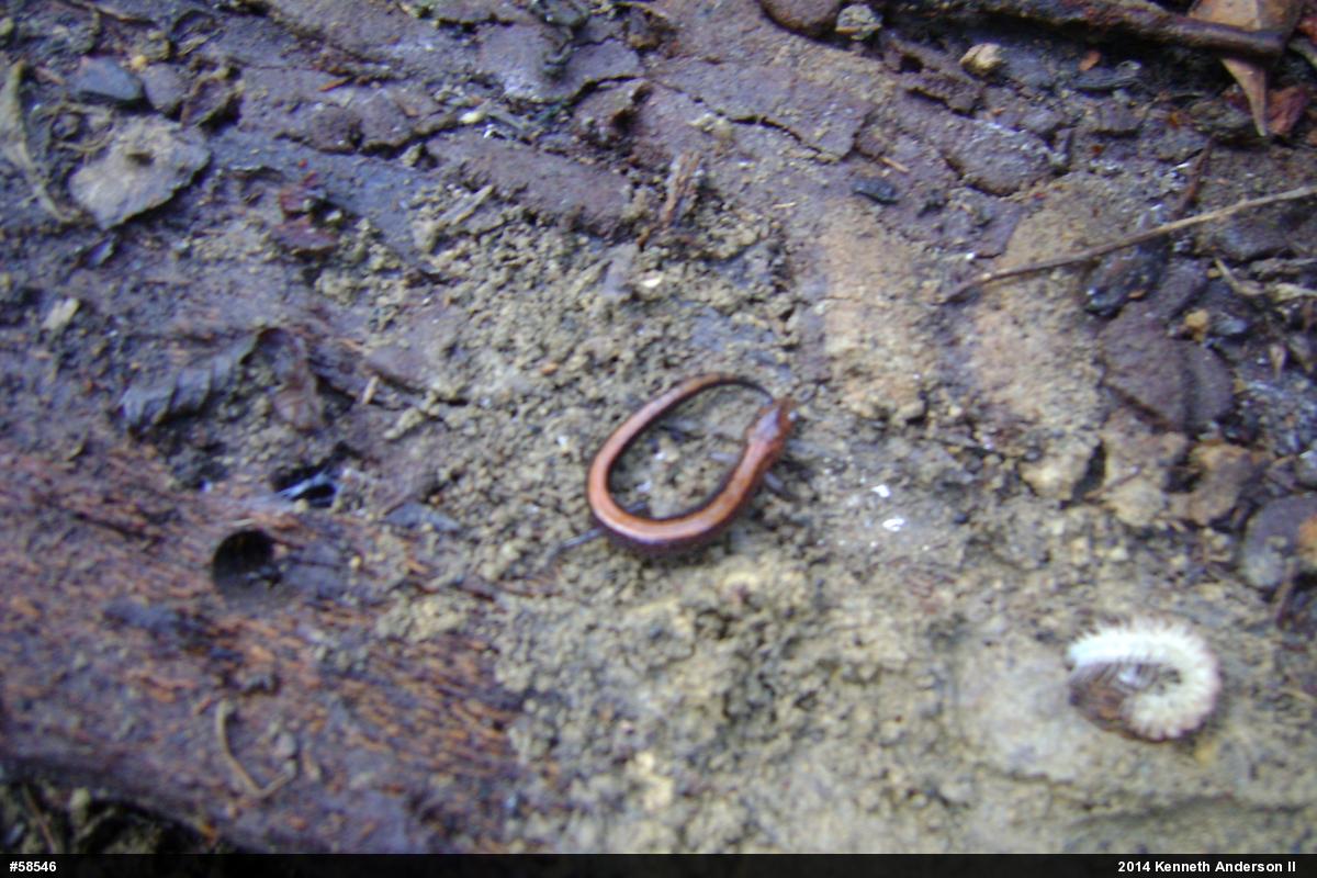 Eastern Red-backed  Salamander