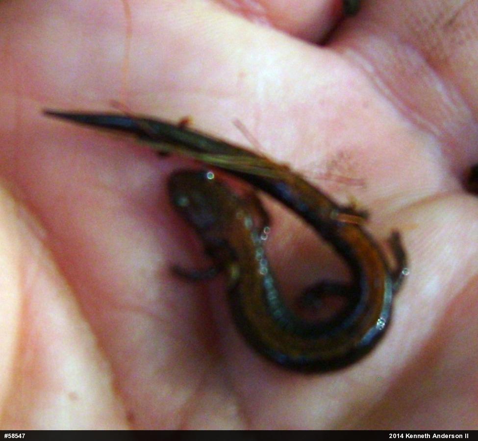 Eastern Red-backed  Salamander