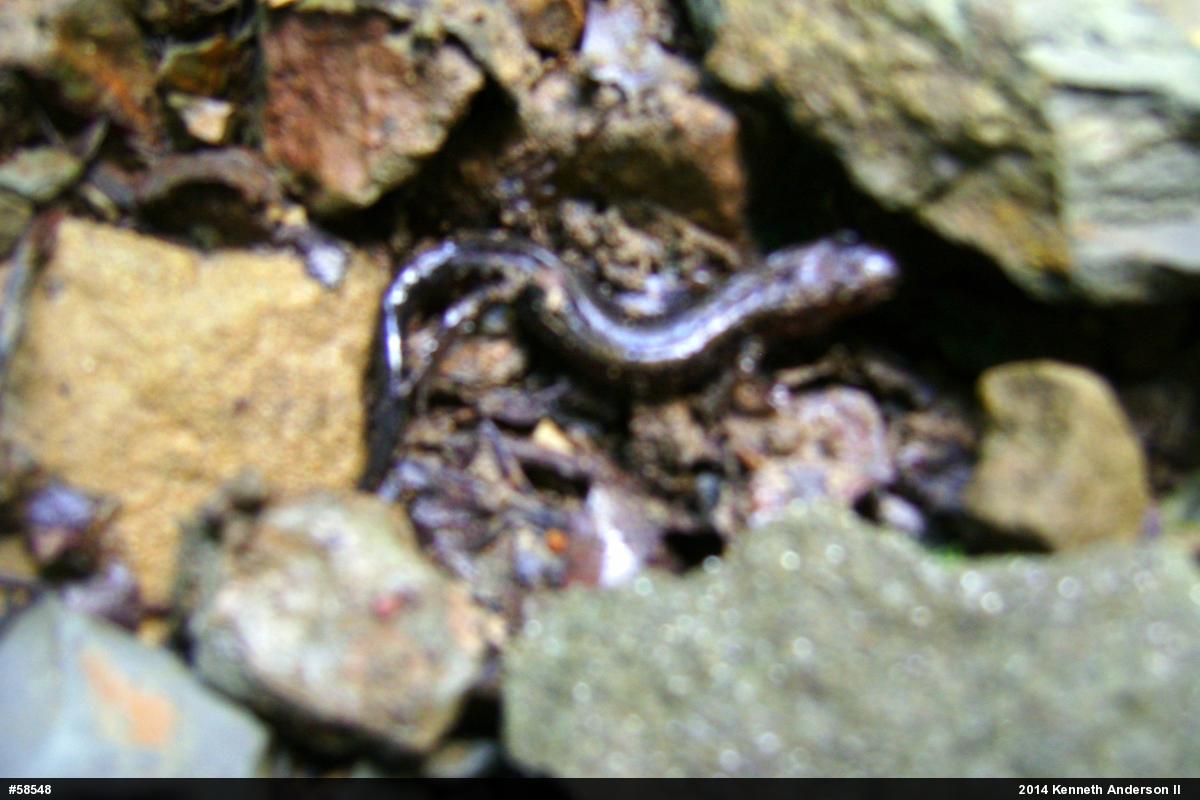 Dusky Salamanders