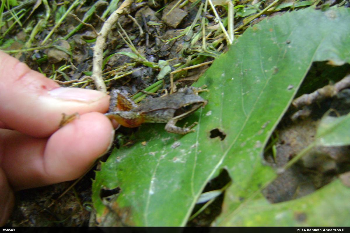 Wood Frog