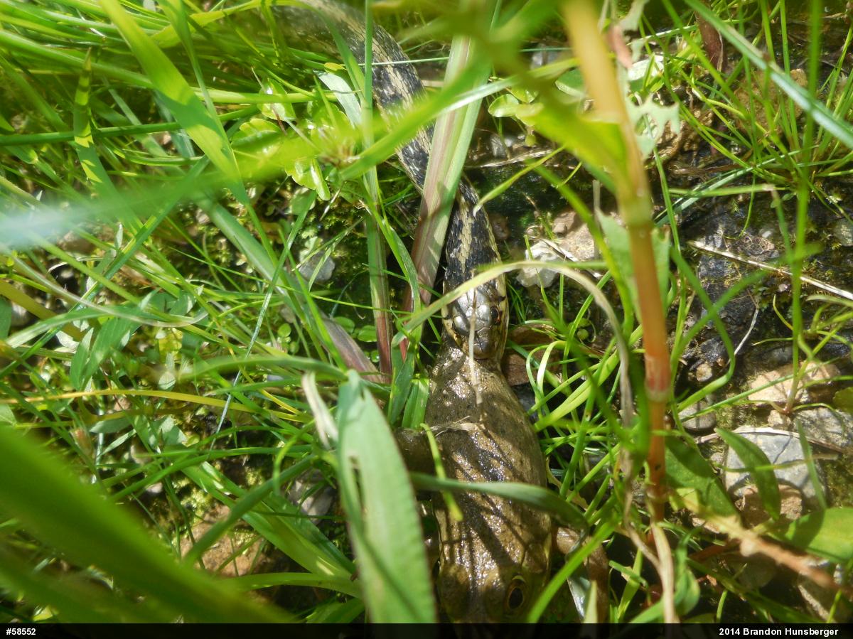 American Bullfrog