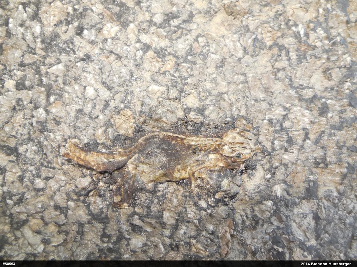Red-spotted Newt