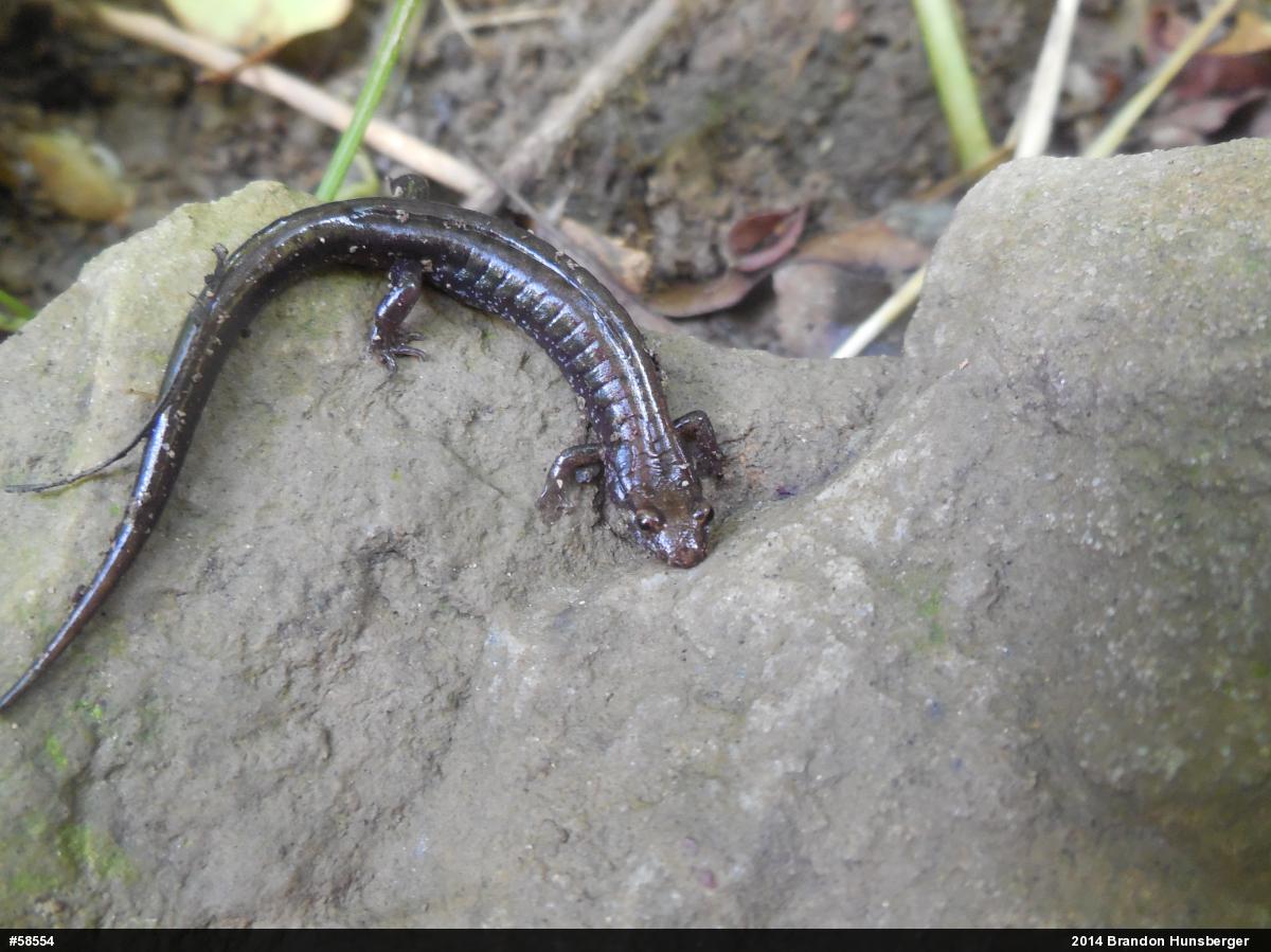 Allegheny Mountain Dusky Salamander