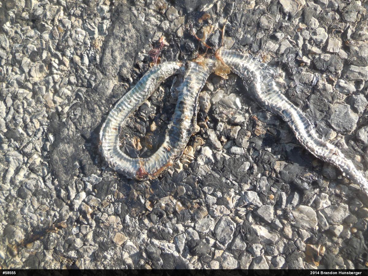 Eastern Gartersnake