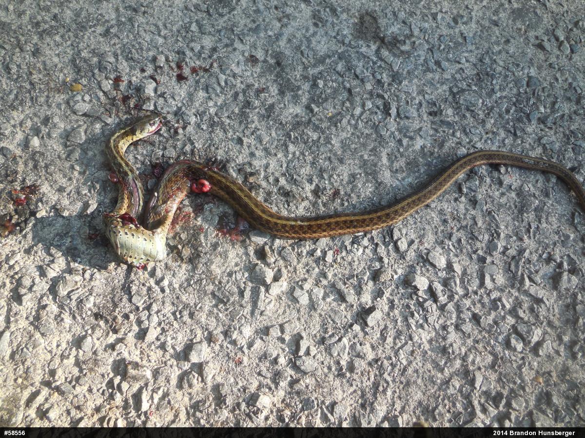 Eastern Gartersnake