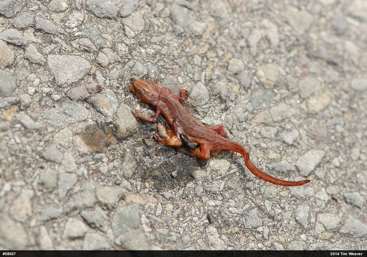 Red-spotted Newt
