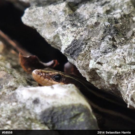 Common Five-lined Skink