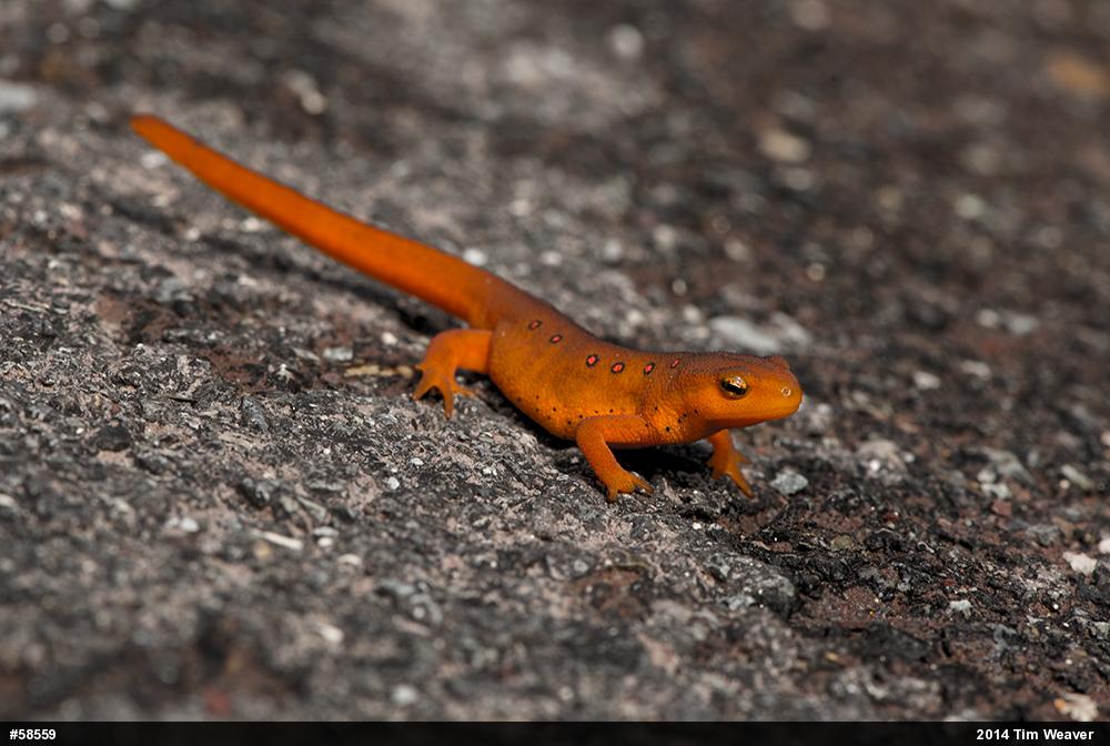 Red-spotted Newt