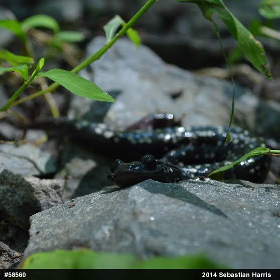 Northern Slimy Salamander