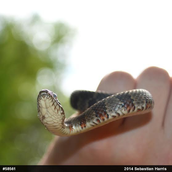Northern Watersnake