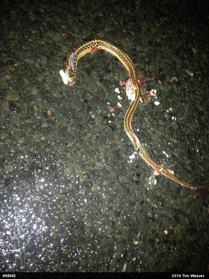 Eastern Gartersnake
