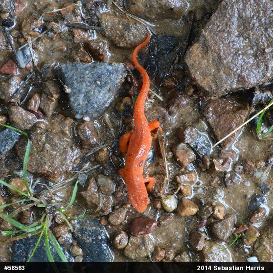 Red-spotted Newt