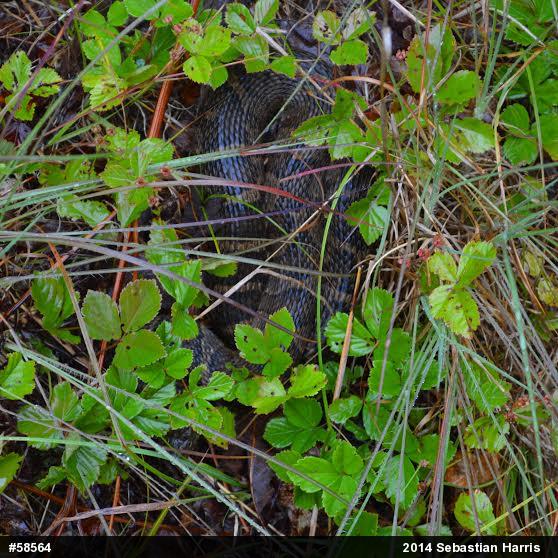 Northern Watersnake