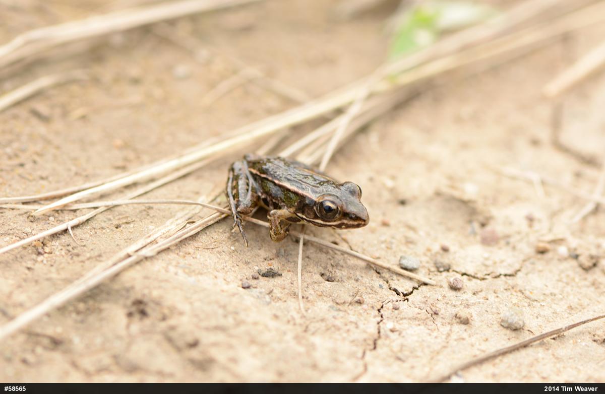 True Frogs