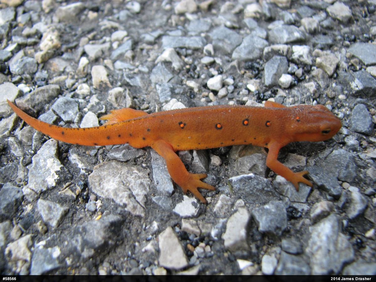 Red-spotted Newt