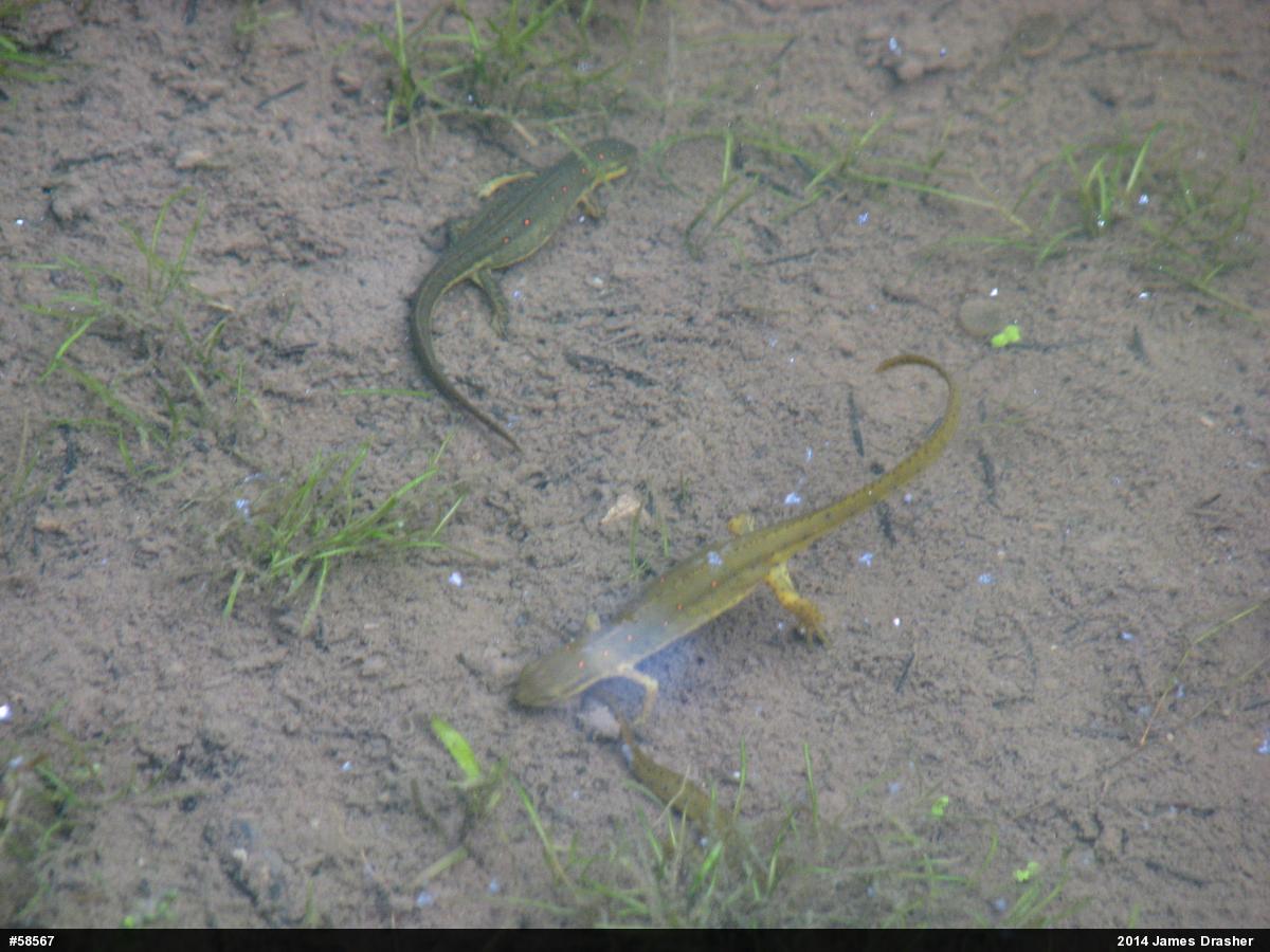 Red-spotted Newt
