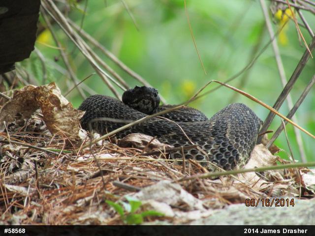 Timber Rattlesnake