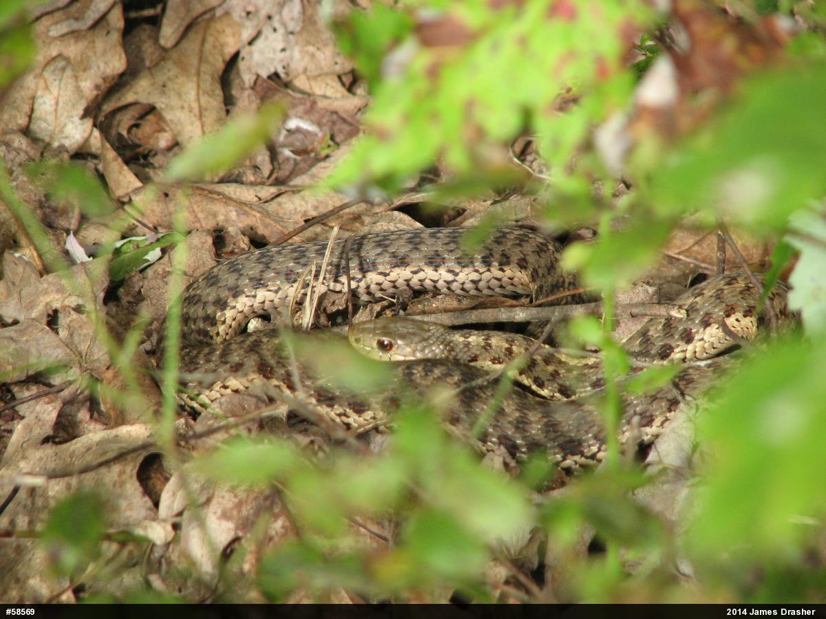 Eastern Gartersnake