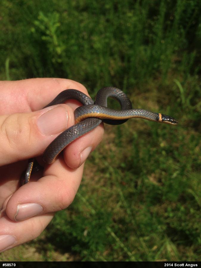 Northern Ring-necked Snake