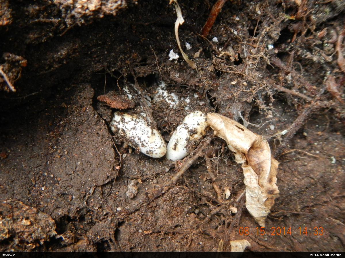 Northern Ring-necked Snake