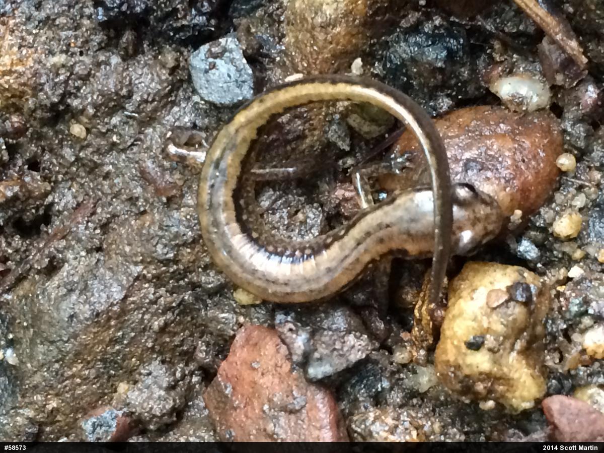 Northern Two-lined Salamander