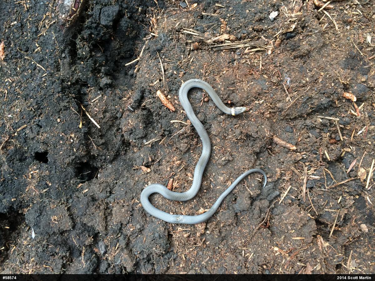 Northern Ring-necked Snake