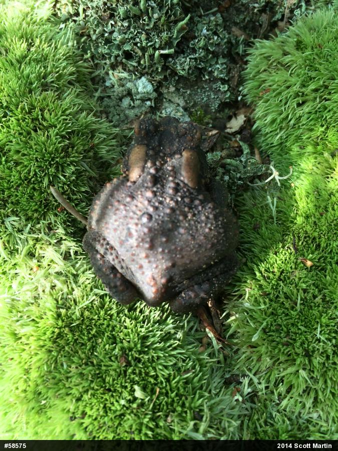 Eastern American Toad