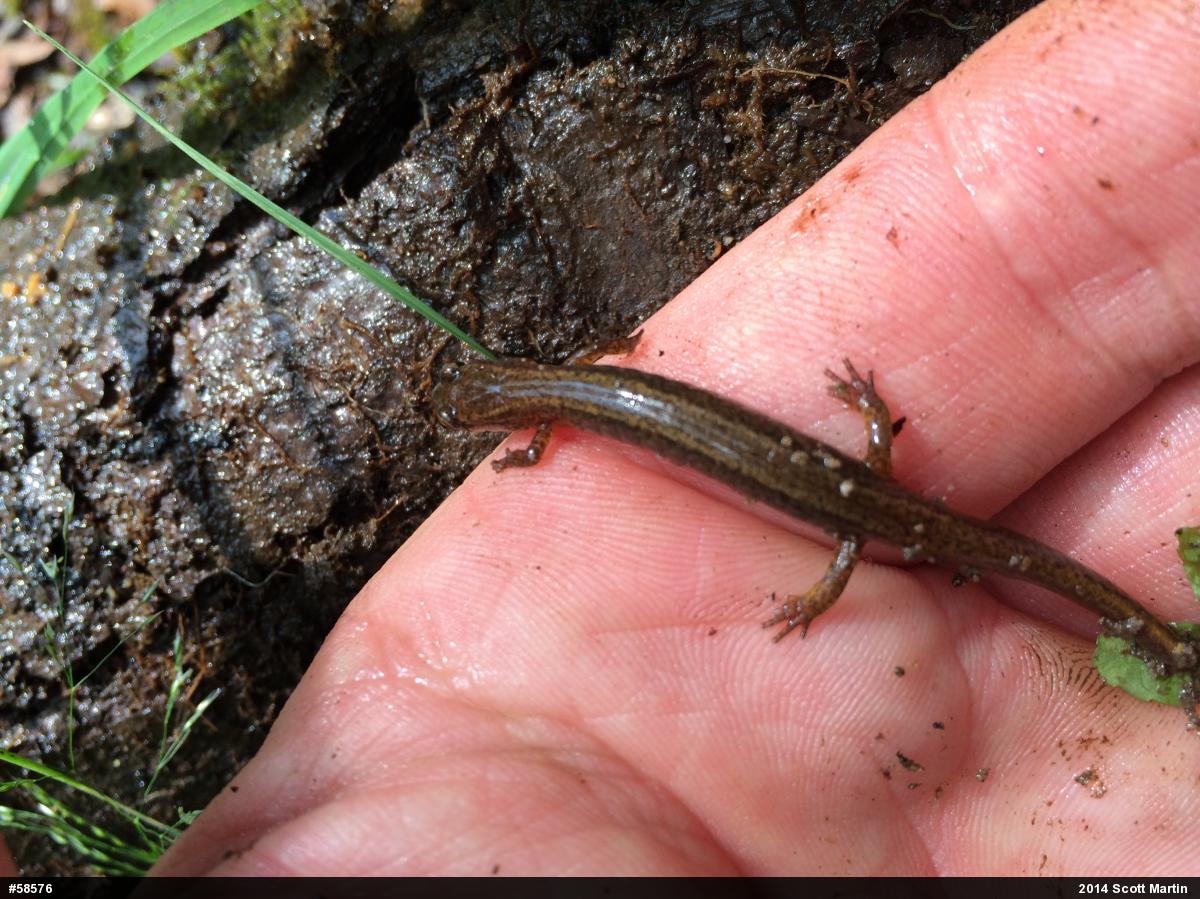 Northern Two-lined Salamander