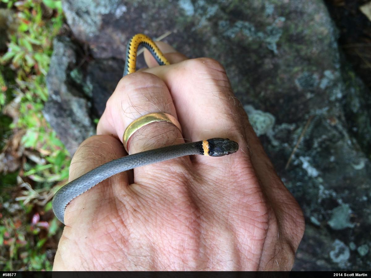 Northern Ring-necked Snake
