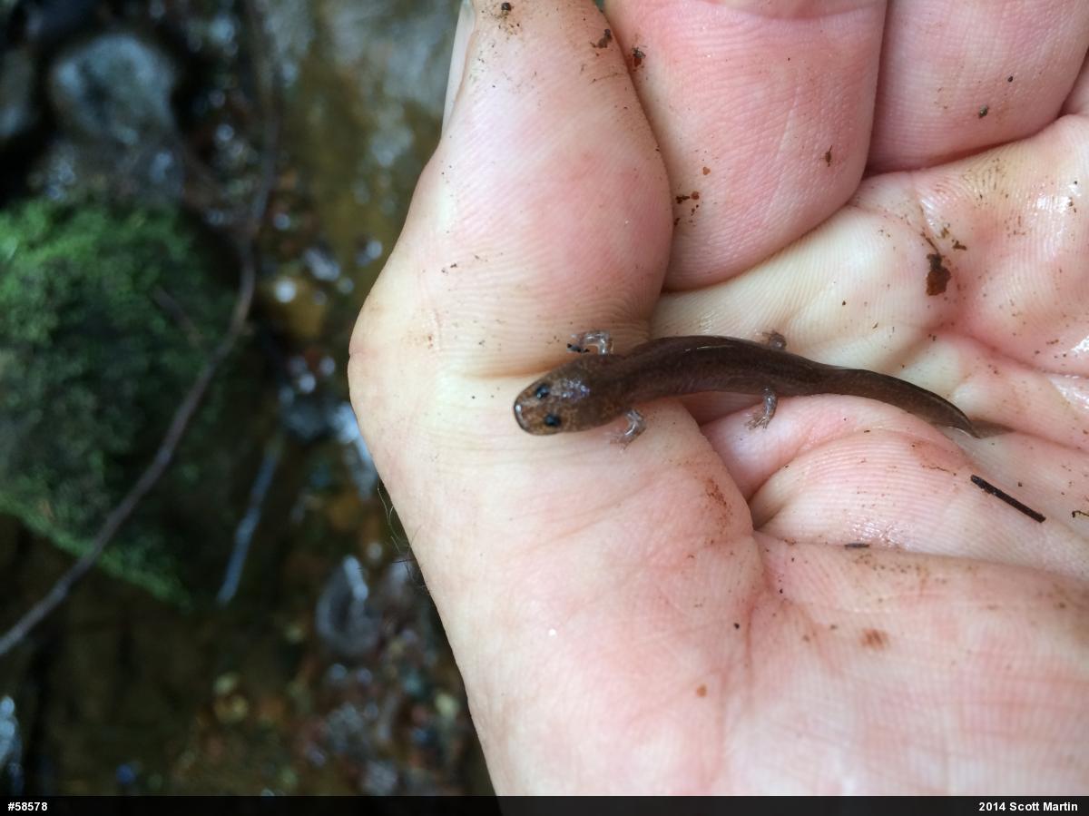 Northern Spring Salamander