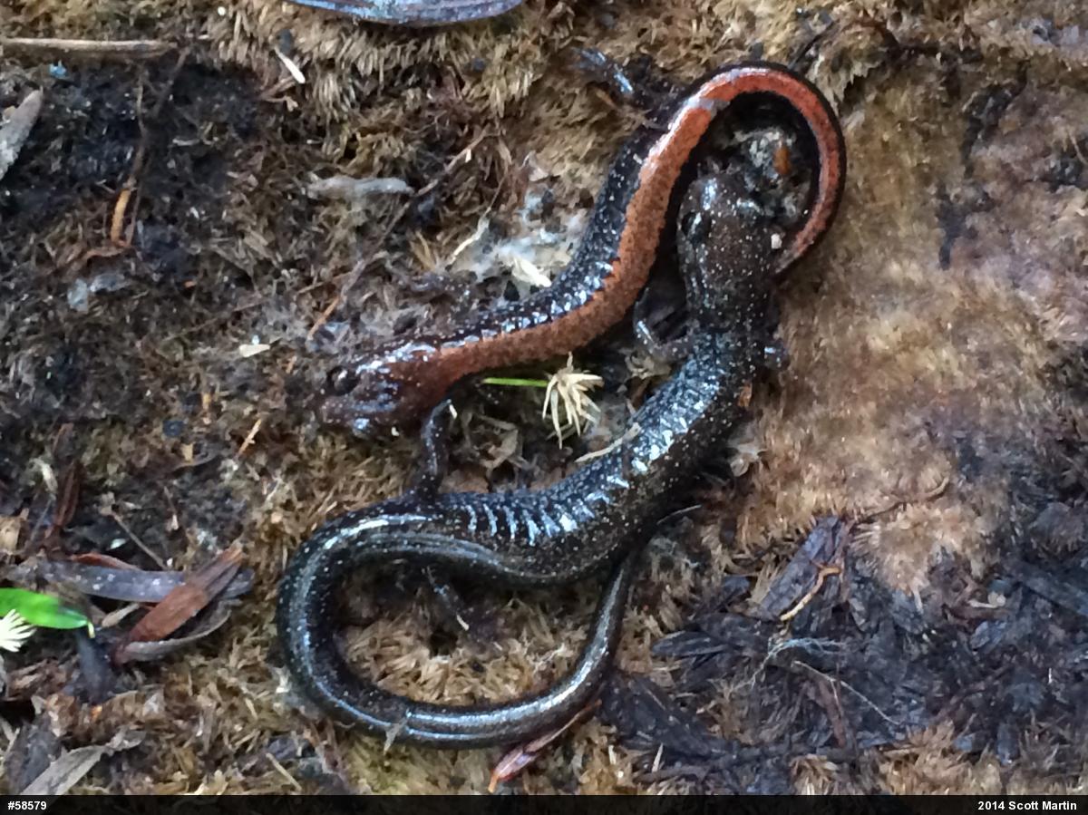 Eastern Red-backed  Salamander