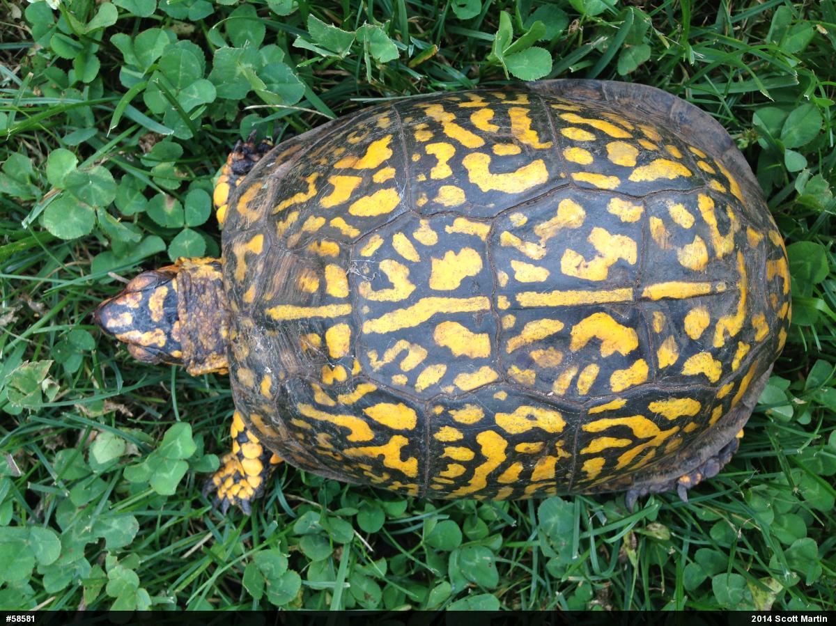 Eastern Box Turtle